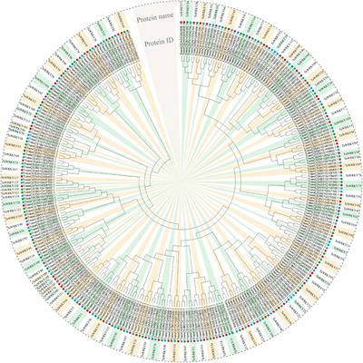 Genome-Wide Identification of Wheat WRKY Gene Family Reveals That TaWRKY75-A Is Referred to Drought and Salt Resistances